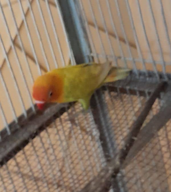 love bird green fishery Latino black marks Orange head 7