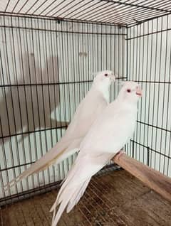 cocktail eno red eyes breeder pair for sale