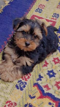 Yorkshire terrier male puppy available