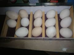 australorp eggs