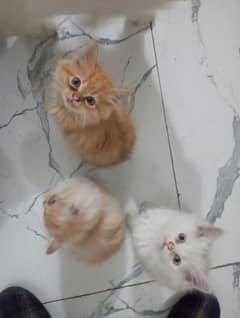 Persian cat triple coat