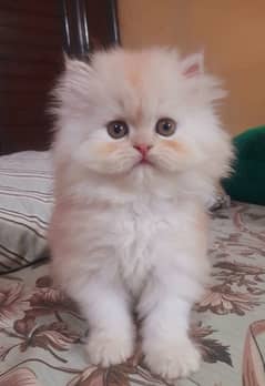 high quality kitten|Punch face Kittens|persian cat|cute|tripple|fluffy