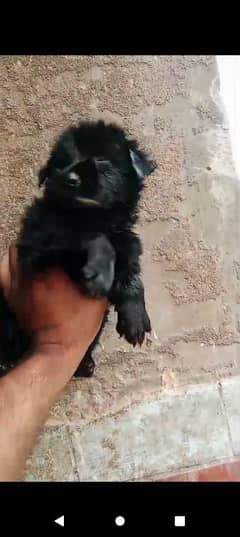 German Shepherd puppy for sale 03231150759