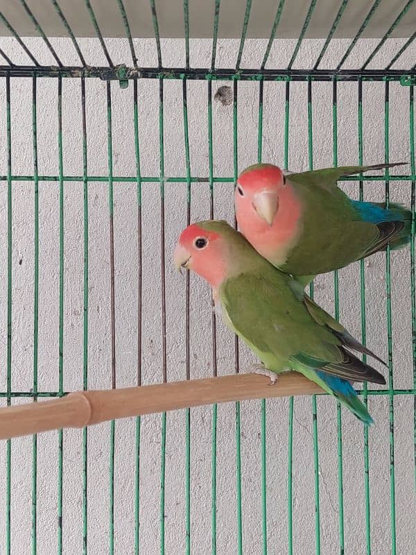 peach face love bird pair for sale 0