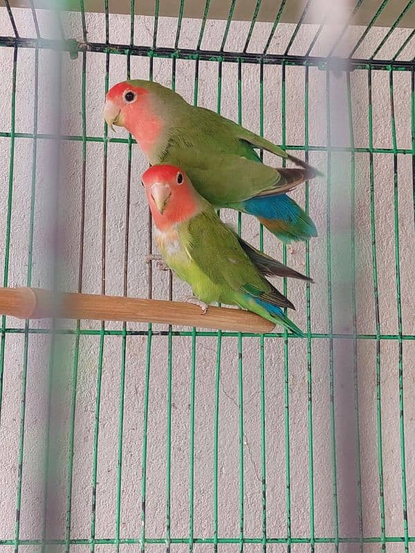 peach face love bird pair for sale 1