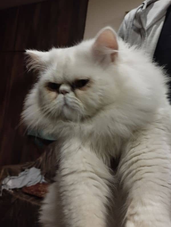 persian piki face cat / triple coat / Piki male / extream punch face 6