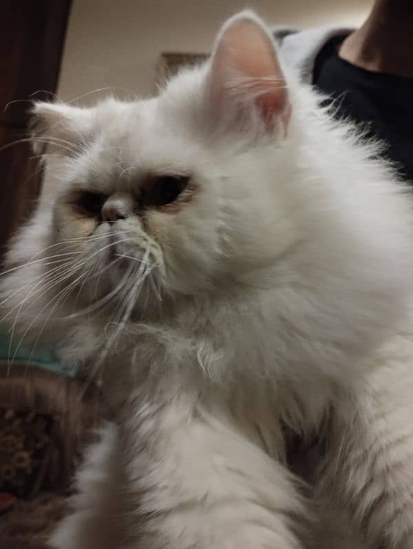 persian piki face cat / triple coat / Piki male / extream punch face 1