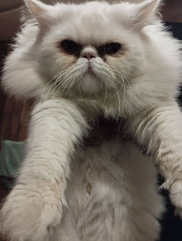 persian piki face cat / triple coat / Piki male / extream punch face 3