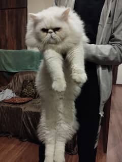 persian piki face cat / triple coat / Piki male / extream punch face