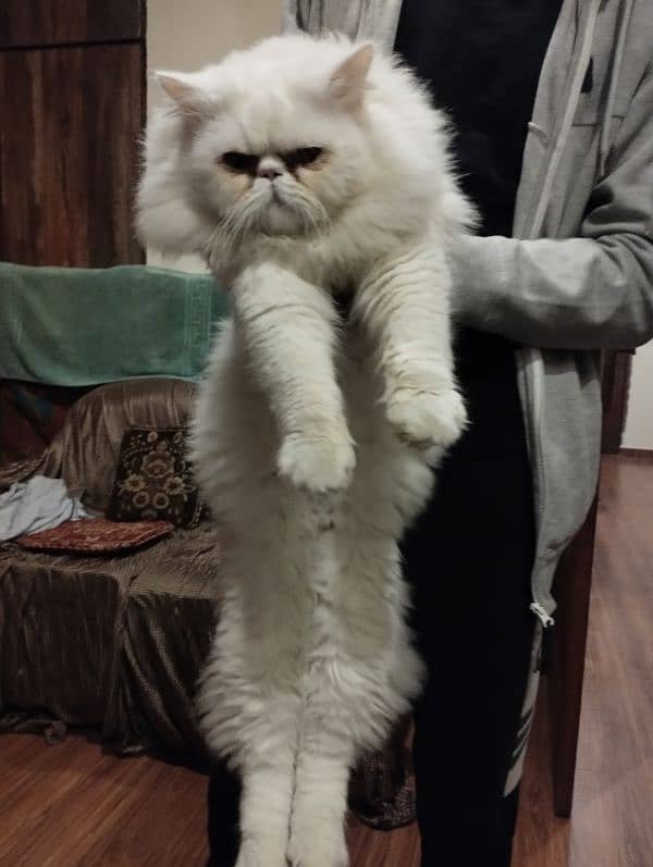 persian piki face cat / triple coat / Piki male / extream punch face 0