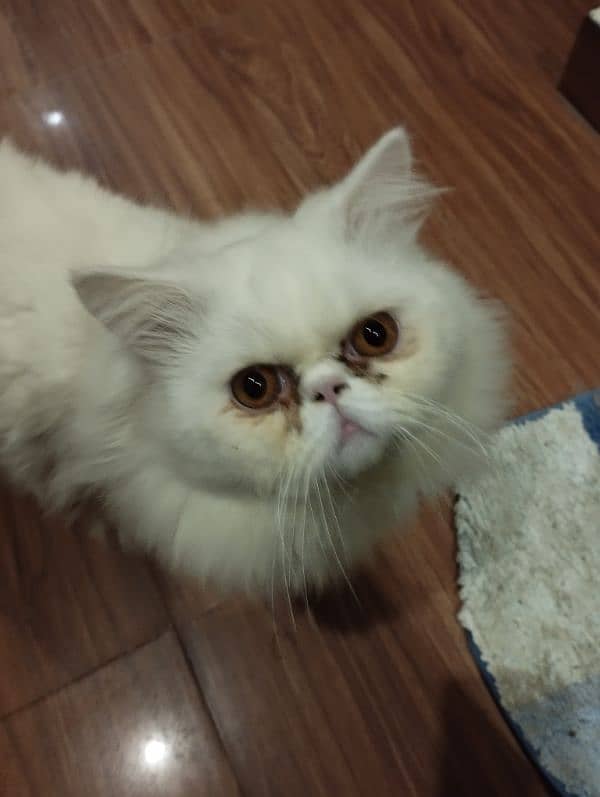 persian piki face cat / triple coat / Piki male / extream punch face 4