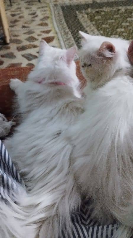 persian piki face cat / triple coat / Piki male / extream punch face 5