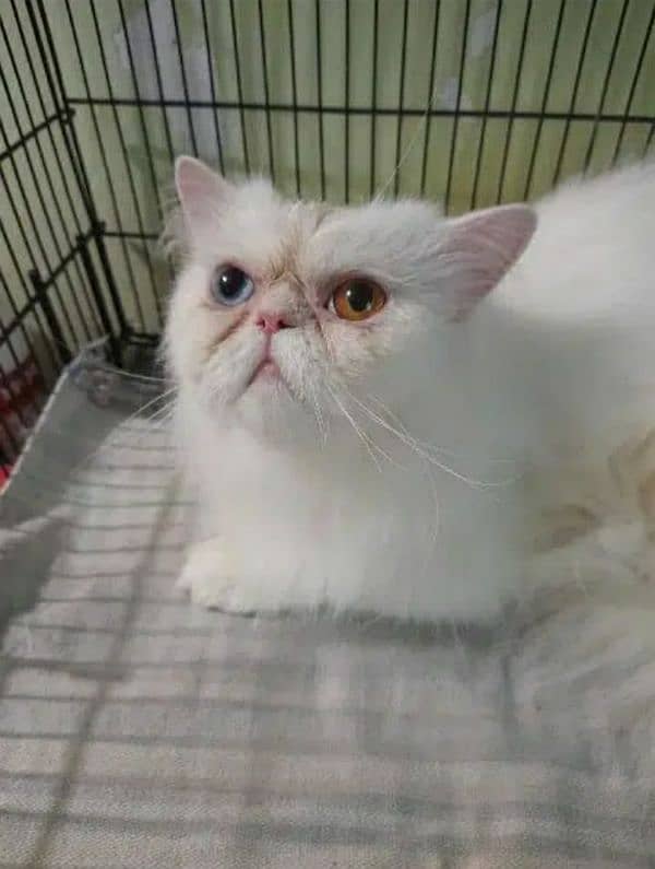 persian piki face cat / triple coat / Piki male / extream punch face 7