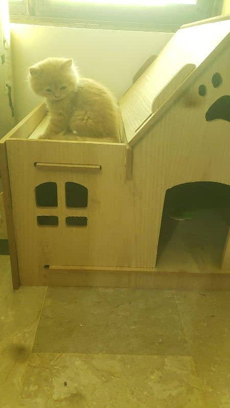 Cat/Dog Wooden House | very good condition | almost new | 3