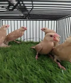 fawn java chicks white java chicks available