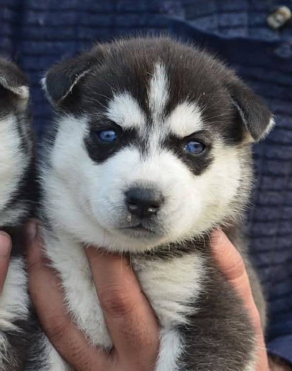 Siberian husky puppy | wolly Coat puppies | blue eye husky Dog 2