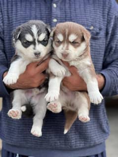 Siberian husky puppy | wolly Coat puppies | blue eye husky Dog