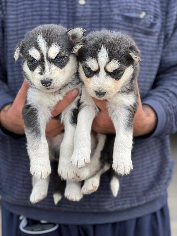 Siberian husky puppy | wolly Coat puppies | blue eye husky Dog 3