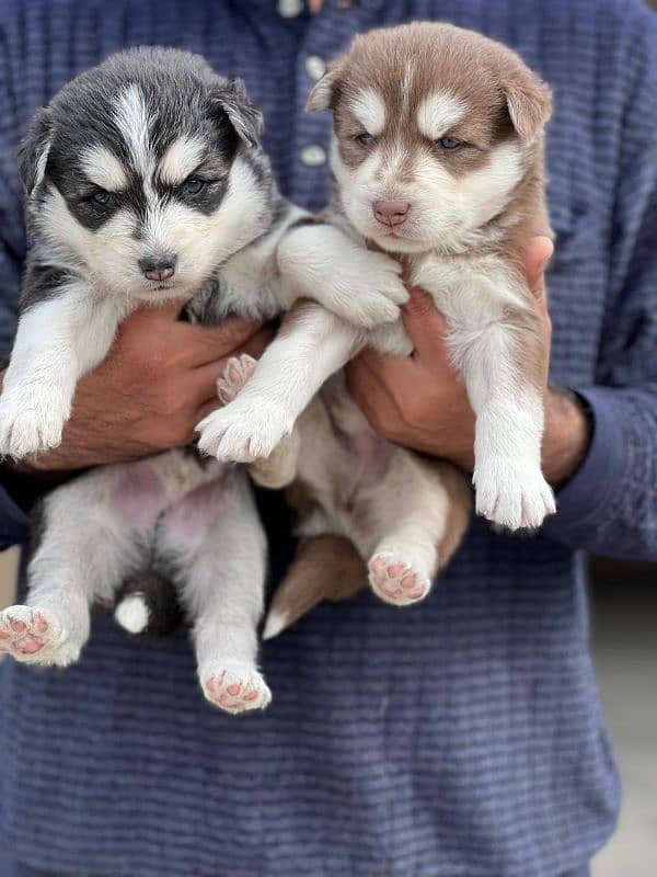 Siberian husky puppy | wolly Coat puppies | blue eye husky Dog 4