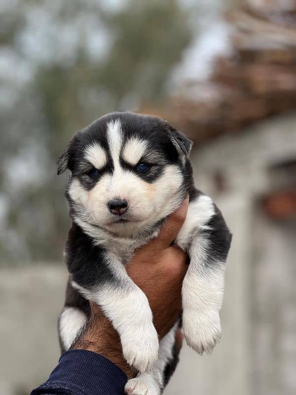 Siberian husky puppy | wolly Coat puppies | blue eye husky Dog 5