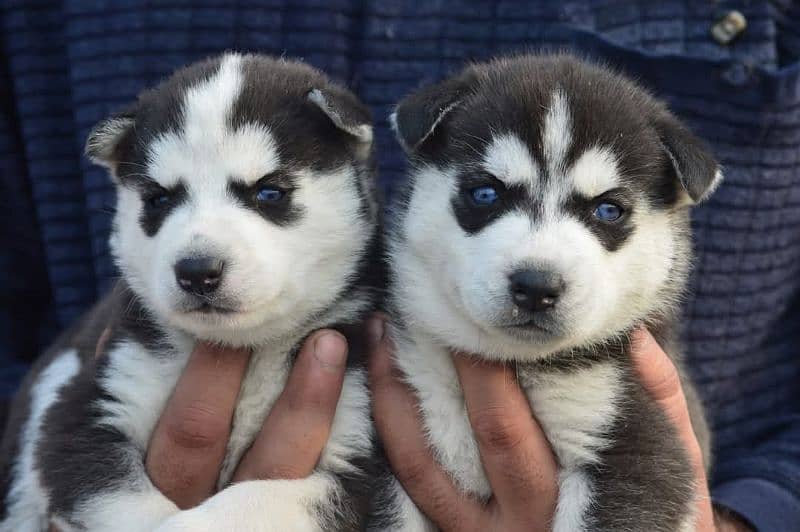 Siberian husky puppy | wolly Coat puppies | blue eye husky Dog 6