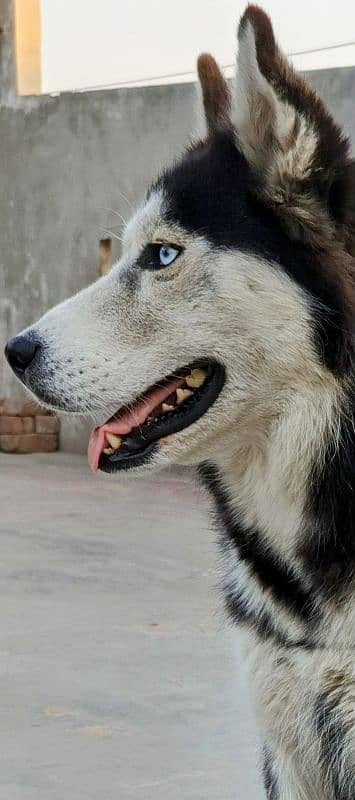 Siberian husky puppy | wolly Coat puppies | blue eye husky Dog 12