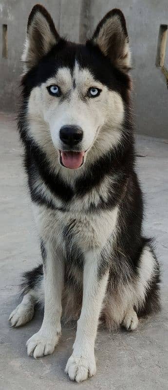 Siberian husky puppy | wolly Coat puppies | blue eye husky Dog 13