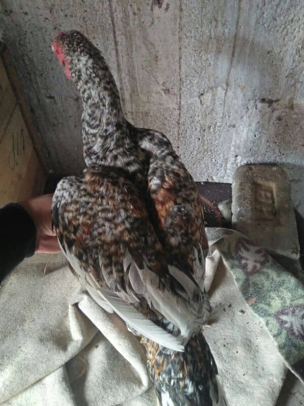 Aseel Patha . or fancy pigeon for sale 7