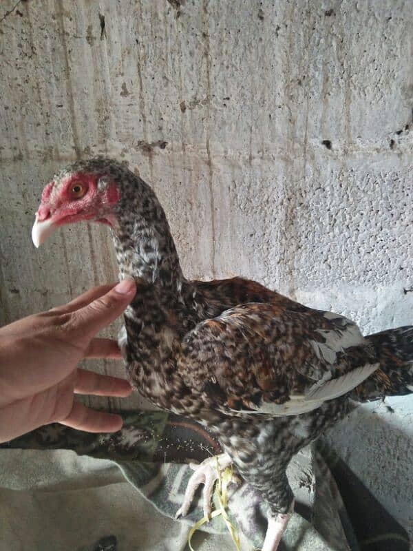 Aseel Patha . or fancy pigeon for sale 9