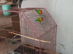 love bird pair for sale