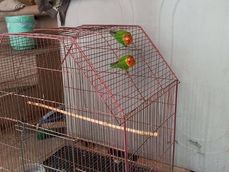 love bird pair for sale 0