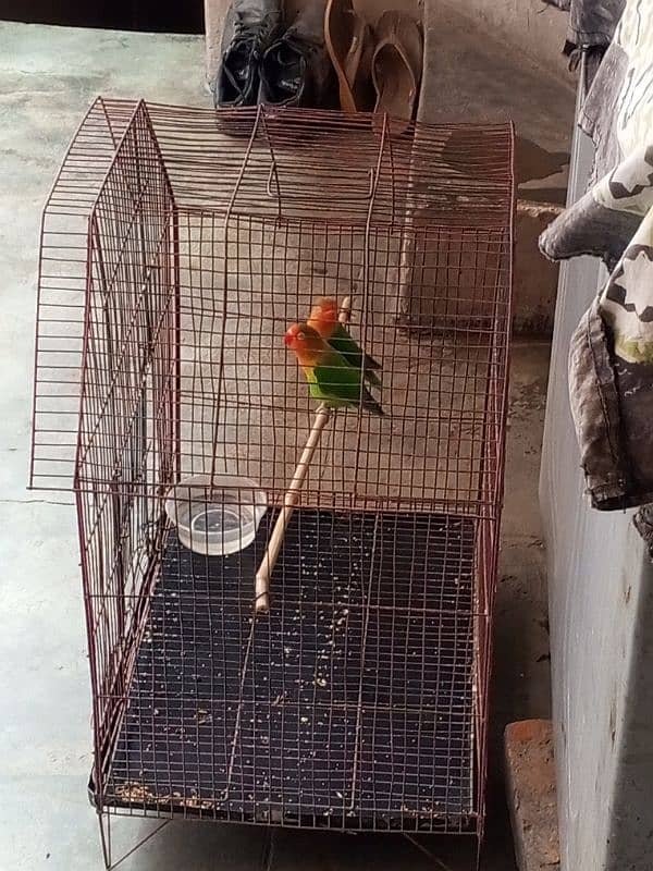 love bird pair for sale 1