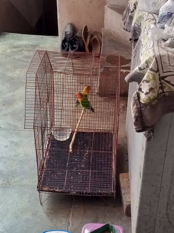 love bird pair for sale 2