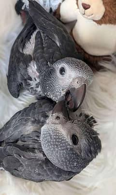 African grey parrot cheeks for sale 03=37=860=31=89