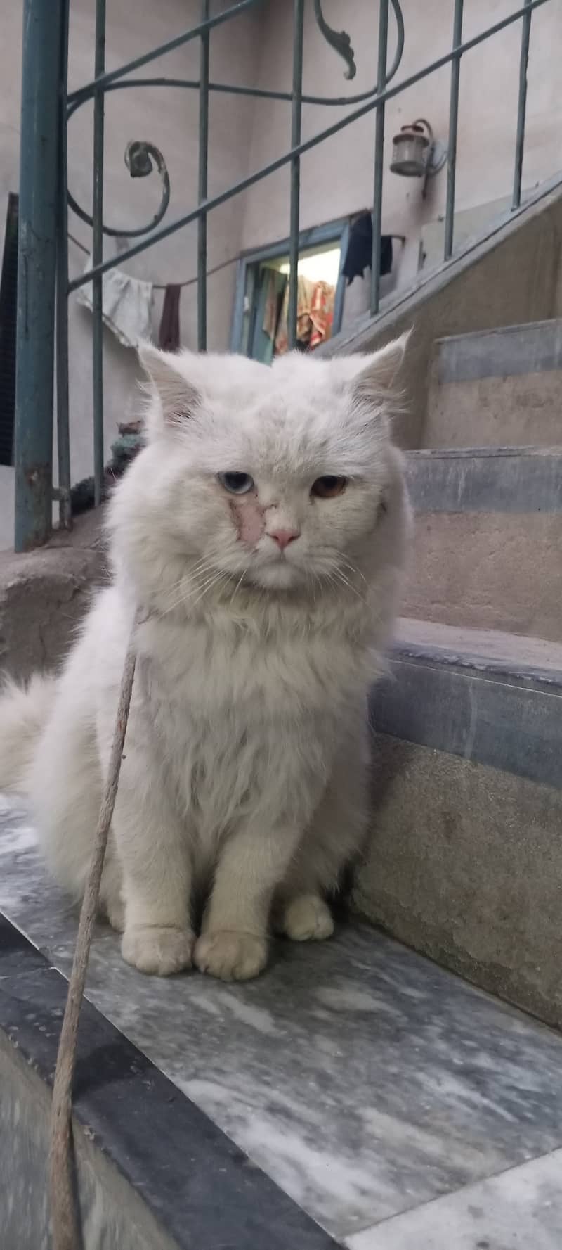 Person triple coated cate for sale 4