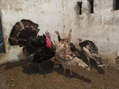 Turkey Birds