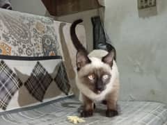 Siamese Cat Male Age 3Month. Full Active And Vacinated