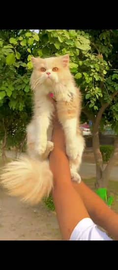 Persian cat availabale for sale