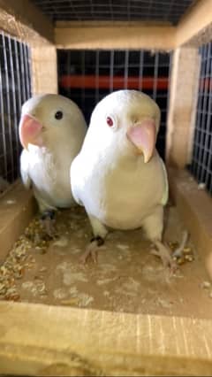 albino red X black eyes spilt breeder pair