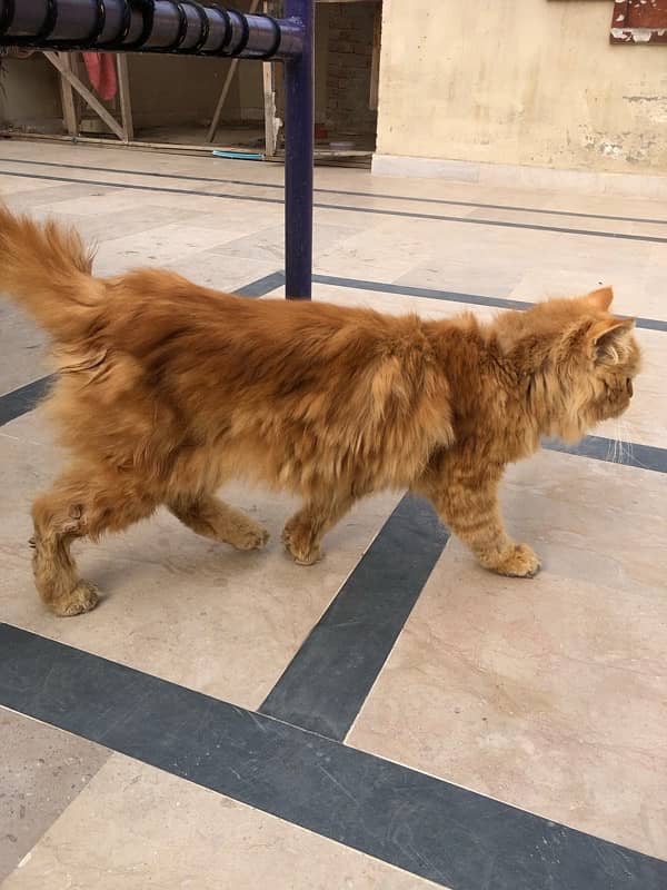 PERSIAN CAT TRIPLE COAT 0