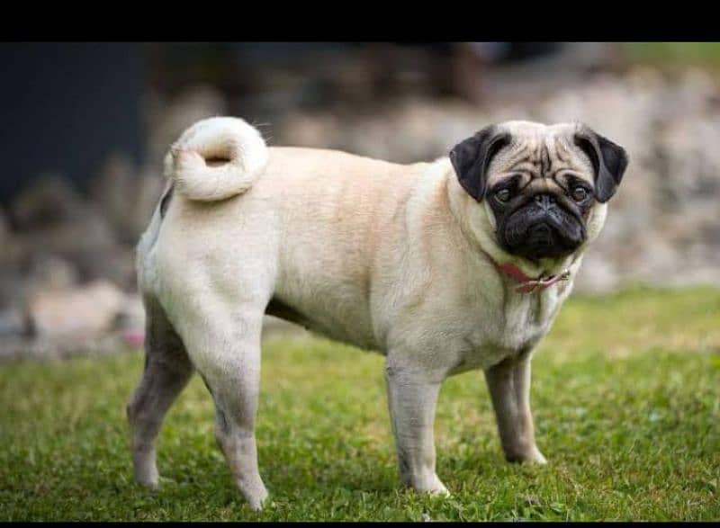 pug dog 2