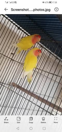 Common Lutino red Eyes breeder pair