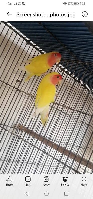 Common Lutino red Eyes breeder pair 0