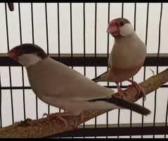 fown java breeder pair. opal java. . albino java. available