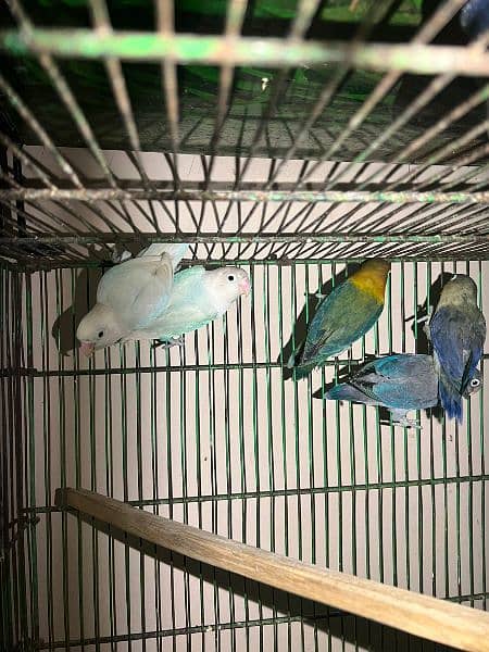 Albino, Parblue, lotino pasnata, blue fishri, yellow pied 1