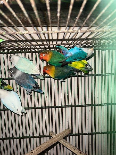 Albino, Parblue, lotino pasnata, blue fishri, yellow pied 2