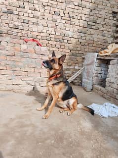 Whatsapp 0.3304. 843285 german shepherd female