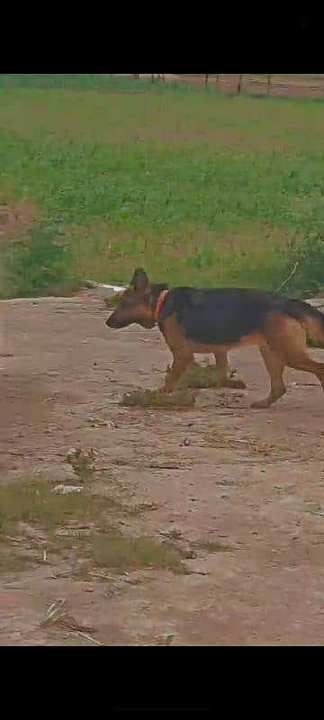 Whatsapp 0.3304. 843285 german shepherd female price kam ho jaye ge 1