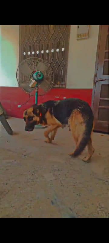 Whatsapp 0.3304. 843285 german shepherd female price kam ho jaye ge 2