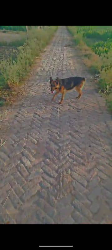 Whatsapp 0.3304. 843285 german shepherd female price kam ho jaye ge 4